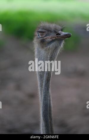 Straußenkopf mit einem Auge geschlossen - auf einem sehr langen verdrehten Hals Stockfoto