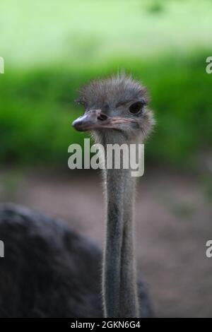 Straußenkopf mit einem Auge geschlossen - auf einem sehr langen verdrehten Hals Stockfoto