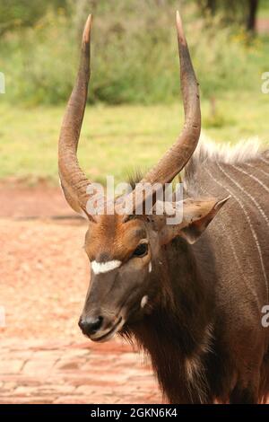 Nahaufnahme eines erwachsenen männlichen Nyala Tragelaphus angasii Antilope, Südafrika