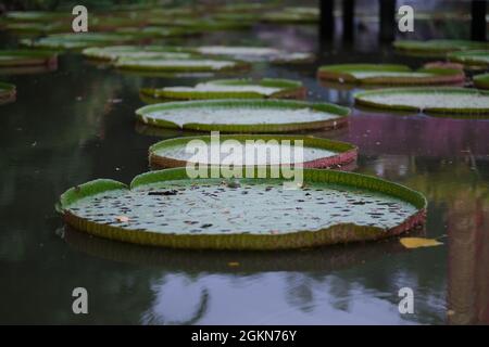 Das Laub einer riesigen Seerose, Victoria amazonica, in einem Teich in der Nähe des buddhistischen Tempels in Thailand Stockfoto