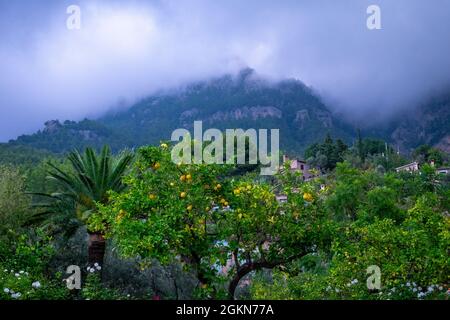 Zitronenbaum und neblige Regenwolken über der Sierra de Tramuntana, Deia, Mallorca Stockfoto
