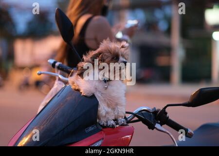 Ein kleiner Hund mit süßem Haarschnitt wartet geduldig auf den Besitzer, der am Lenker des Motorrads sitzt Stockfoto