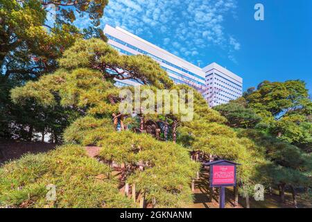 tokio, japan - 09 2021. april: Seitenansicht der riesigen schwarzen Kiefer, genannt 300-jährige Kiefer, die vom sechsten Shogun Tokugawa dem japanischen Hama-Rikyu g angeboten wird Stockfoto