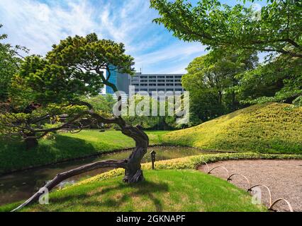 tokio, japan - Mai 03 2021: Japanische Schwarzkiefer vor dem Oizumisui-Teich, der Kurven im Koishikawa Korakuen Park darstellt. Stockfoto