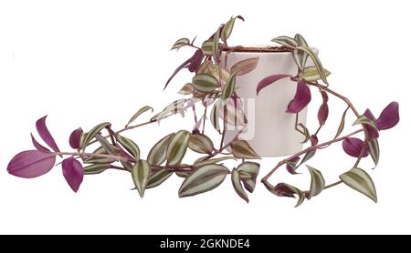 Tradescantia zebrina, Hauspflanze auf einem sauberen weißen Hintergrund, Kopierraum. Stockfoto