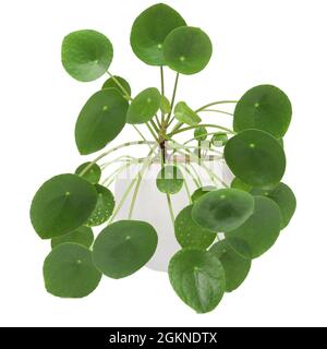 Pilea peperomioides, Geldpflanze im weißen Topf, isoliert. Weißer Hintergrund. Stockfoto