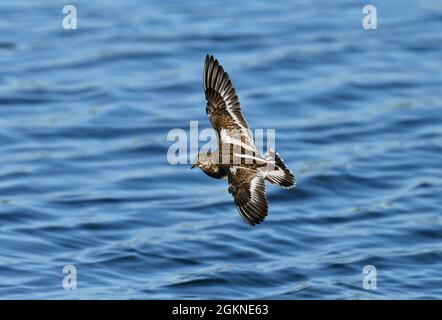 Steinwälzer - Arenaria intepres Stockfoto