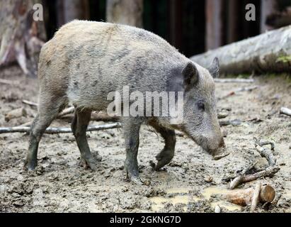 Wildschwein, sus scrofa im Wald Stockfoto