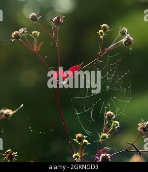 Ein Spinnennetz oder Spinnennetz, das auf einer blühenden Pflanze gewebt ist und von der Morgensonne mit Tautropfen beleuchtet wird. Stockfoto