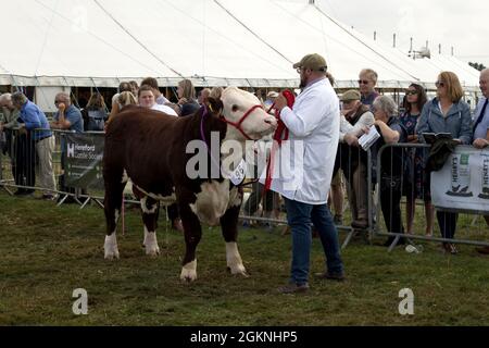 Juidging Hereford-Bulle auf der Moreton in Marsh Agricultural Show 2021 UK Stockfoto