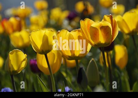 Wunderschöne sonnenbeschienene gelbe Tulpen an einem schönen Apriltag auf der Blumeninsel Mainau in Deutschland Stockfoto