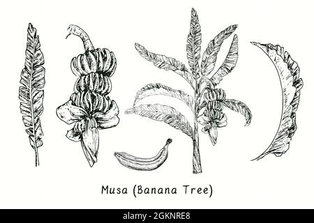 Musa (Bananenbaum) Blatt, Fruchtbündel, Baum, isolierte Frucht. Tusche schwarz-weiße Doodle Zeichnung im Holzschnitt-Stil. Stockfoto