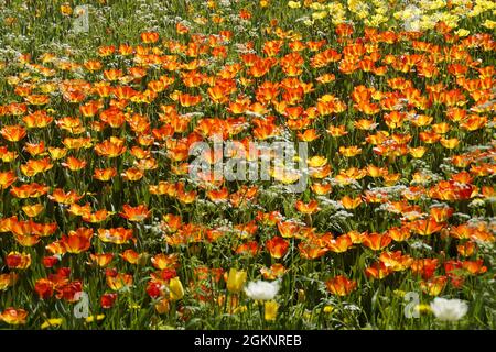 Bunte Tulpen, bunte Wiese, mainau, Frühling, Tulpen, tulpenwiese, Frühlingsblumen, Insel mainau, insel mainau, Jahreszeit, Blumeninsel, deutschland, Stockfoto