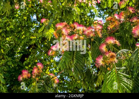 Blüte der japanischen Akazie - Albizia julibrissin. Grenoble, Region Auvergne-Rhône-Alps, departement Isère, Frankreich, Europa Stockfoto