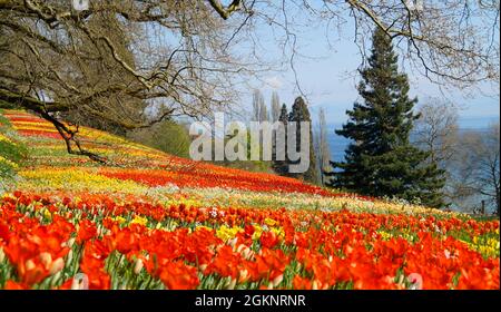 Eine üppige Wiese voller farbenfroher Tulpen mit Bodensee im Hintergrund Stockfoto