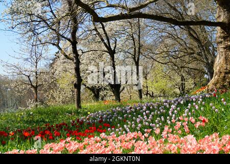 Eine üppige Wiese voller farbenfroher Tulpen auf der Insel Mainau in Deutschland Stockfoto