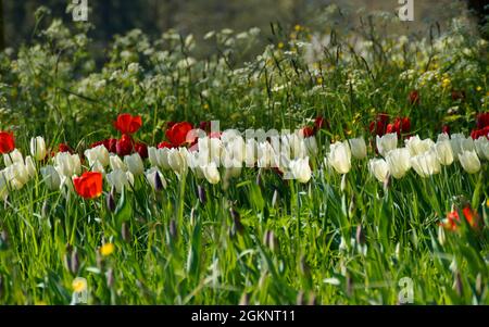 Eine üppige Frühlingswiese mit weißen und roten Tulpen auf der Blumeninsel Mainau an einem sonnigen Apriltag (Deutschland) Stockfoto