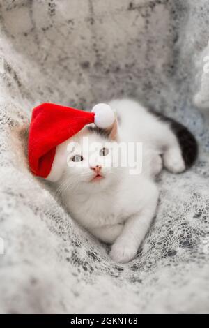 Kleines weißes Kätzchen liegt auf einem weichen Strickschal in einem Weihnachtsmütze. Die Atmosphäre von Weihnachten gemütliche Feiertage. Das Leben eines geliebten Haustieres. Der Helfer des Weihnachtsmanns. Stockfoto