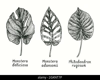 Monstera deliciosa, Monstera adansonii (Schweizer Käsepflanze) und Philodendron rugosum Blatt. Tusche schwarz-weiße Doodle Zeichnung im Holzschnitt-Stil. Stockfoto