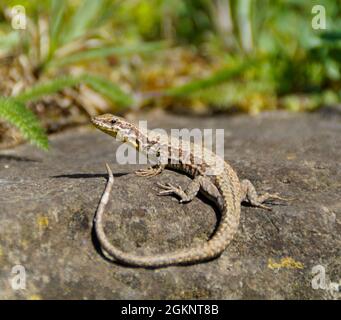 Eine niedliche Eidechse, die sich in der Frühlingssonne auf der Insel Mainau in Deutschland sonnt Stockfoto