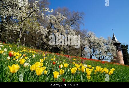 Bunte Tulpen, bunte Wiese, mainau, Frühling, Tulpen, tulpenwiese, Frühlingsblumen, Insel mainau, insel mainau, Jahreszeit, Blumeninsel, deutschland, Stockfoto