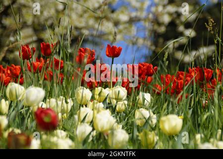 Eine üppige Frühlingswiese mit weißen und roten Tulpen auf der Blumeninsel Mainau an einem sonnigen Apriltag (Deutschland) Stockfoto