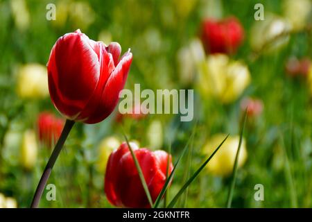 Eine wunderschöne rote Tulpe mit einem weißen Rand auf der Blumeninsel Mainau in Deutschland Stockfoto