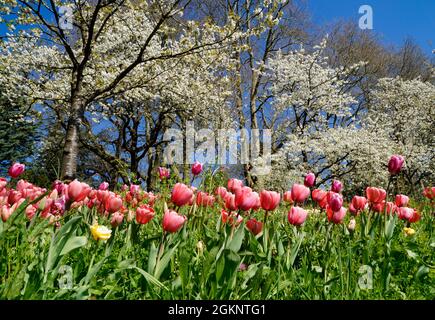 Eine üppige Frühlingswiese voller farbenfroher Tulpen auf der Blumeninsel Mainau in Deutschland Stockfoto