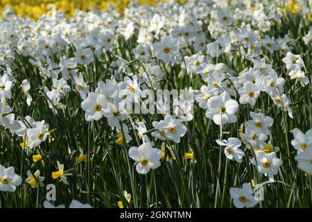 Eine Frühlingswiese voller weißer Narzissen auf der Blumeninsel Mainau in Deutschland Stockfoto