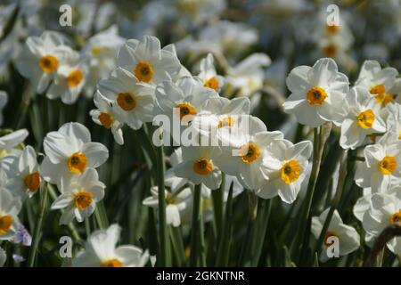 Eine Frühlingswiese voller weißer Narzissen auf der Blumeninsel Mainau in Deutschland Stockfoto