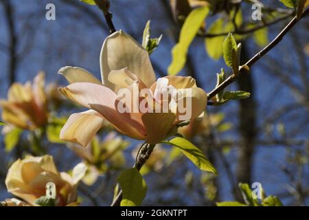 Wunderschöne pfirsichfarbene Magnolien am blauen Himmel an einem sonnigen Apriltag auf der Blumeninsel Mainau in Deutschland Stockfoto