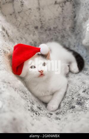 Kleines weißes Kätzchen liegt auf einem weichen Strickschal in einem Weihnachtsmütze. Die Atmosphäre von Weihnachten gemütliche Feiertage. Das Leben eines geliebten Haustieres. Der Helfer des Weihnachtsmanns. Stockfoto