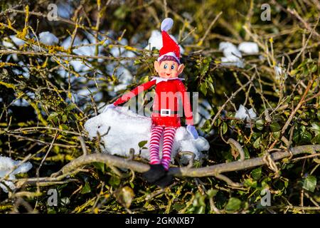 Eine freche Weihnachtselfe, die auf einem verschneiten Baumzweig sitzt und die Wintersonne genießt. Elf im Regal, frech, weihnachten, schelmische Elf-Konzept Stockfoto