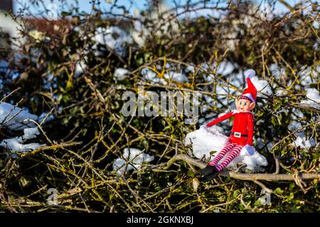 Eine freche Weihnachtselfe, die auf einem verschneiten Baumzweig sitzt und die Wintersonne genießt. Elf im Regal, frech, weihnachten, schelmische Elf-Konzept Stockfoto