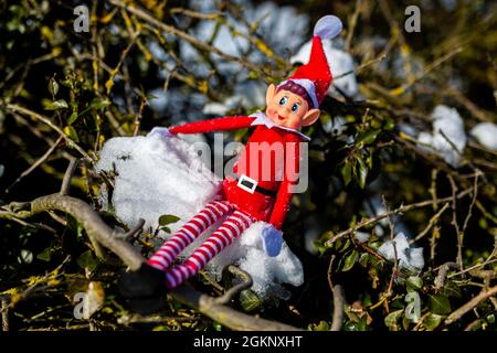 Eine freche Weihnachtselfe, die auf einem verschneiten Baumzweig sitzt und die Wintersonne genießt. Elf im Regal, frech, weihnachten, schelmische Elf-Konzept Stockfoto