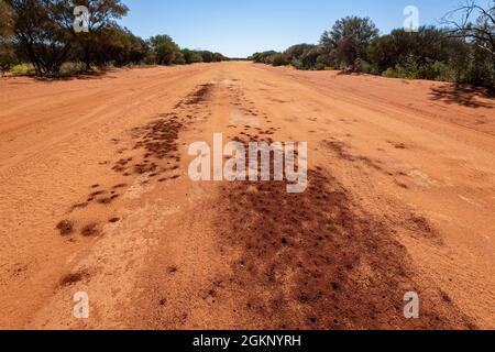 Dawsons Burrowing Bees (Amegilla dawsoni) borgt inmitten einer Feldstraße im Outback, dem Mount Augustus National Park oder Burringurrah, Western Austra Stockfoto