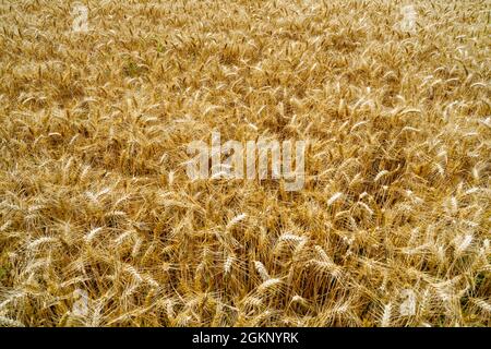 Nahaufnahme von reifenden goldenen Weizenohren auf einem Norfolk-Feld in der Sommersonne. Stockfoto