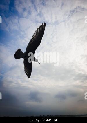 Fliegende Möwe in Norddeich - Deutschland Stockfoto