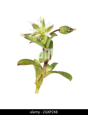 Kleines Mausohr - Cerastium semidecandrum Stockfoto