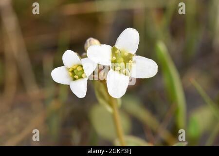 Englisch Skorvy-Grass - Cochlearia anglica Stockfoto