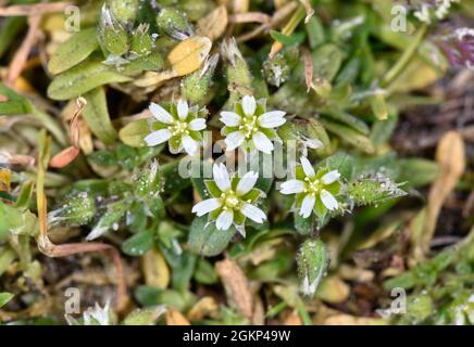 Kleines Mausohr - Cerastium semidecandrum Stockfoto
