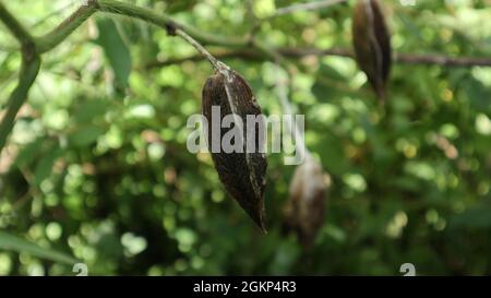 Nahaufnahme eines getrockneten Moschusmalbensäckels mit Samen, die zur Freigabe bereit sind Stockfoto