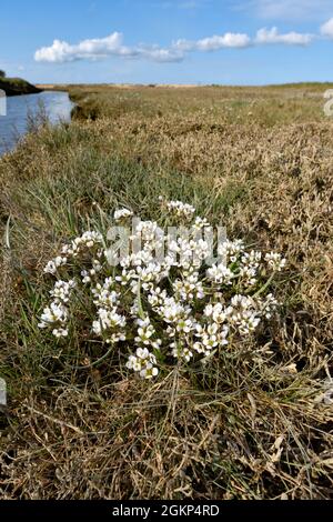 Englisch Skorvy-Grass - Cochlearia anglica Stockfoto