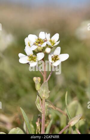 Englisch Skorvy-Grass - Cochlearia anglica Stockfoto