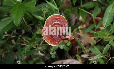 Ansicht eines Lingzhi-Pilzes von oben, der natürlich auf einem Grasland wächst Stockfoto