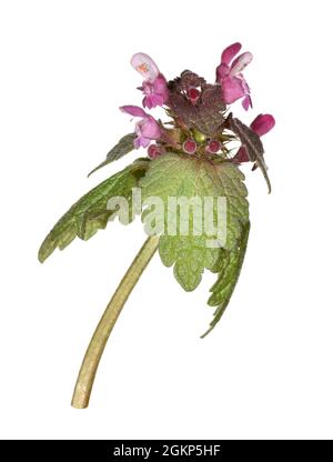 Rote Totennessel - Lamium pureum Stockfoto