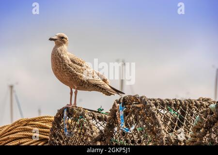 Juvenile melierte braune Heringsmöwe auch Larus argentatus, der auf alten Hummertöpfen posiert. Stockfoto
