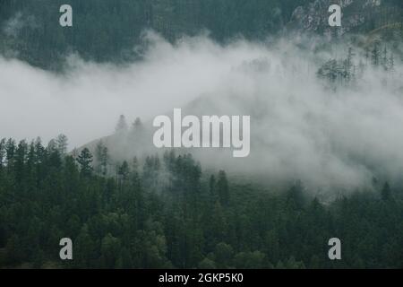 Nebel schwebt über Nadelbäumen und Klippen im Altai-Gebirge. Stockfoto