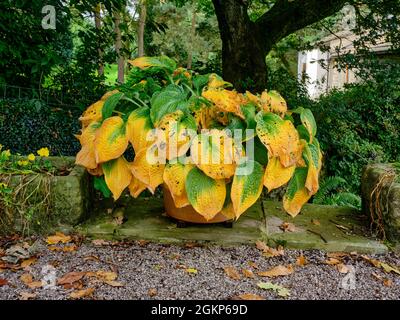 September- und Herbstfarben übernehmen die Hostas der Saison Stockfoto