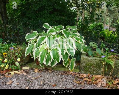 September- und Herbstfarben übernehmen die Hostas der Saison Stockfoto